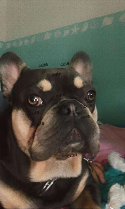 Französische Bulldoggen-Beitrag-Bild