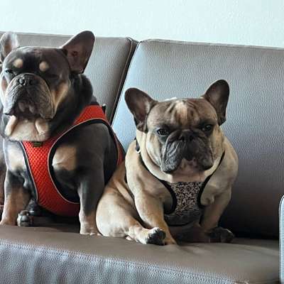 aktuelles Foto Gruppe Französische Bulldogge