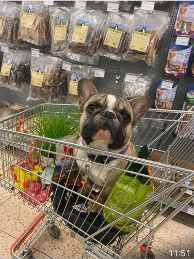 Französische Bulldoggen-Beitrag-Bild