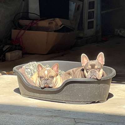 aktuelles Foto Gruppe Französische Bulldogge