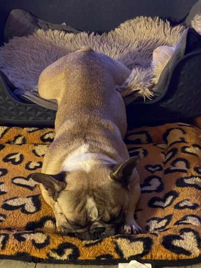 Französische Bulldoggen-Beitrag-Bild