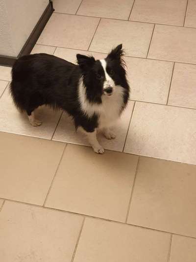 Reinrassige Hunde?-Beitrag-Bild