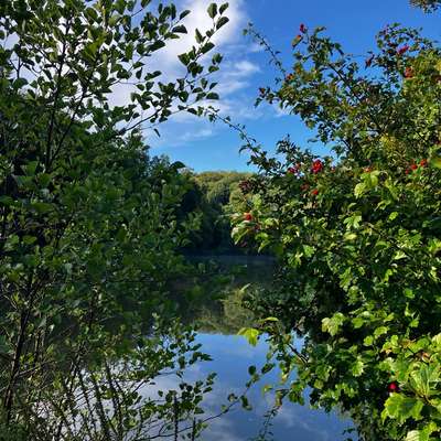 Hundetreffen-Gemeinsam spazieren in Bad Schwalbach-Bild