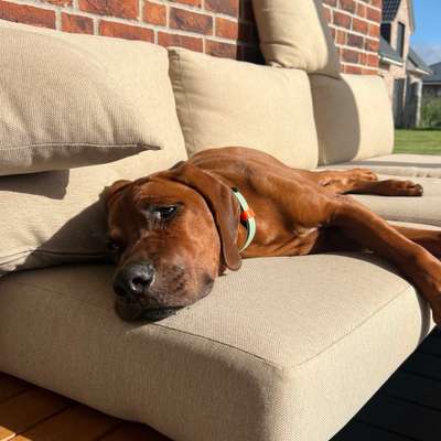 Hundetreffen-Gemeinsamer Spaziergang und/oder Toberunde-Bild