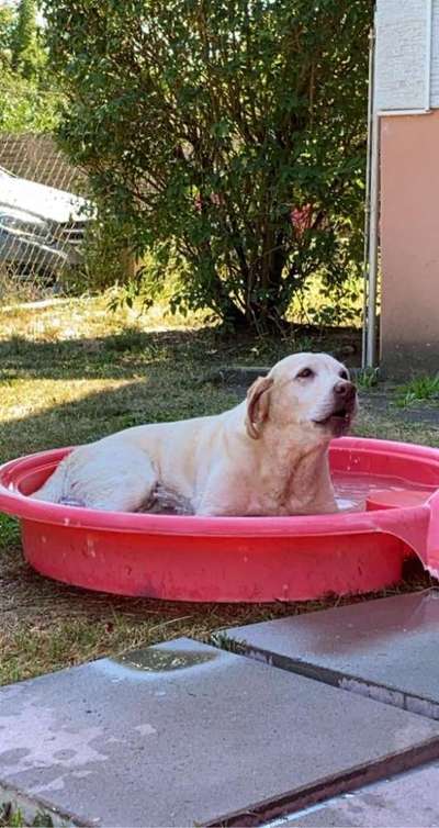 Unsere Fellnasen im Regenbogenland-Beitrag-Bild
