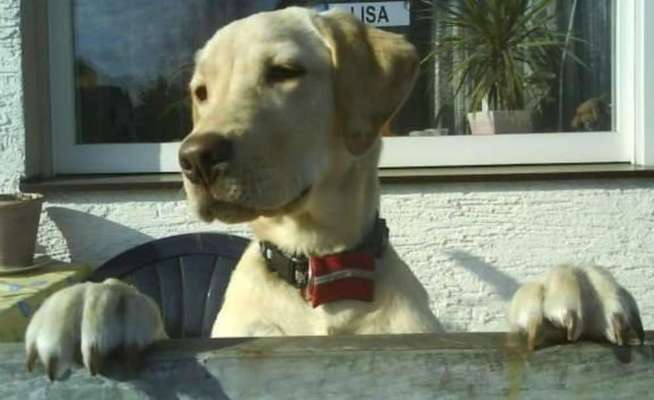 Regenbogenbrücke-Beitrag-Bild