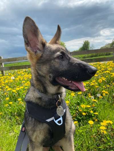 Die Dogorama Monats Challenge "Es grünt und blüht"-Beitrag-Bild