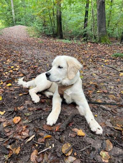 Hundetreffen-Spazieren gehen, spielen oder trainieren :)-Bild