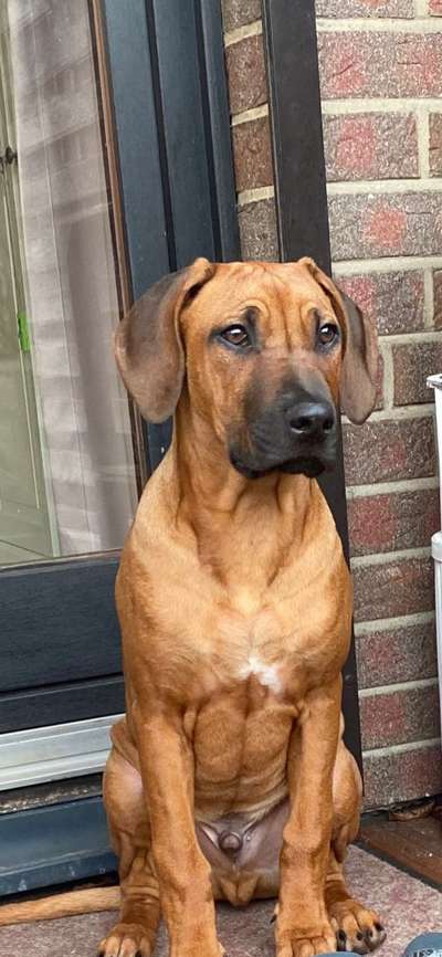 Rhodesian Ridgeback-Beitrag-Bild
