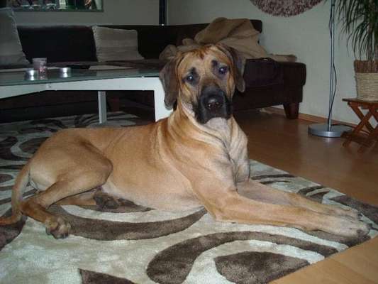 Rhodesian Ridgeback-Beitrag-Bild