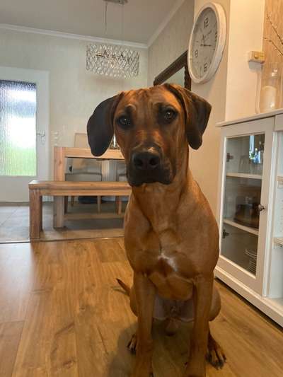 Rhodesian Ridgeback-Beitrag-Bild