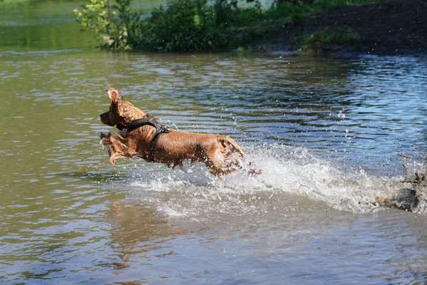 Hunde in Action-Beitrag-Bild