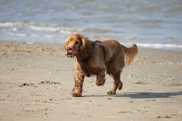 Dogorama Photo Challenge - Tierischer Urlaub-Beitrag-Bild