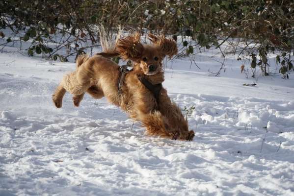 Dogorama Photo Challenge - Es wird nochmal kalt!-Beitrag-Bild