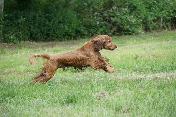 Englisch Cocker Spaniel-Beitrag-Bild