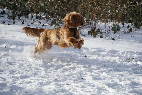 Schnee Foto-Beitrag-Bild