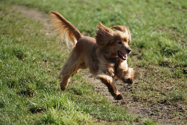 Hunde vom Tierschutzverein 🐕♥️-Beitrag-Bild