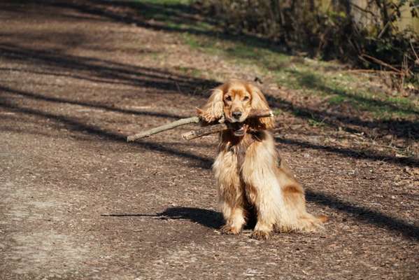 Cocker Spaniel-Beitrag-Bild