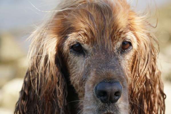 Dogorama Photo Challenge - Details Ganz nah-Beitrag-Bild