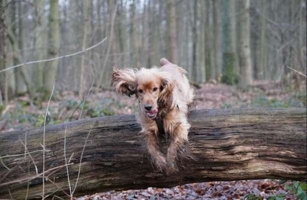 61. Handyfotochallenge - der springende Hund-Beitrag-Bild