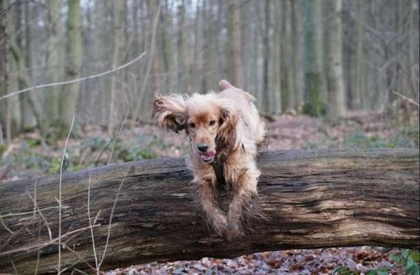 61. Handyfotochallenge - der springende Hund-Beitrag-Bild