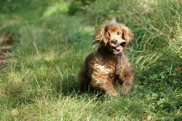 Zeigt eure verrücktesten Hundebilder-Beitrag-Bild
