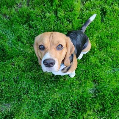Hundetreffen-Social Walk-Bild