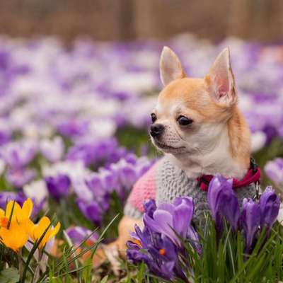 Hundetreffen-Treffen-Bild