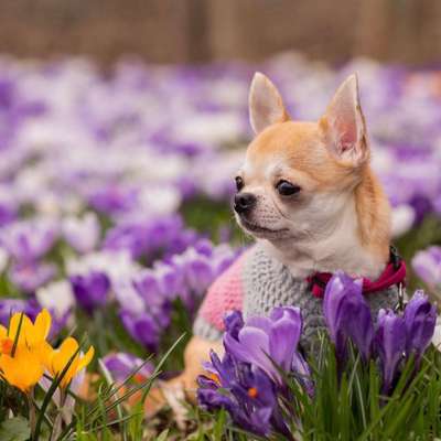 Hundetreffen-Treffen-Bild