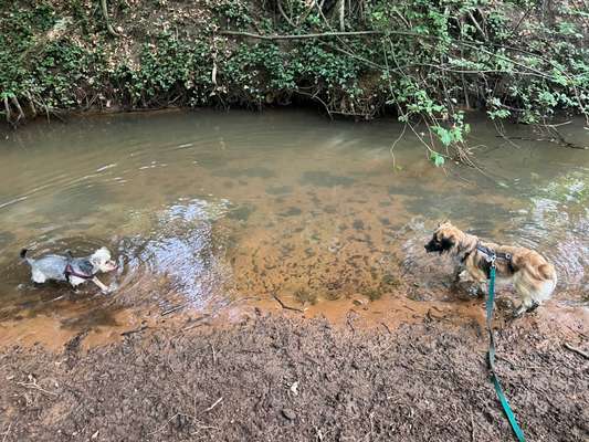 Hundetreffen-Neue Kumpels jedes Alters gesucht 🐶😊-Bild