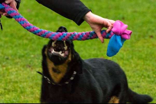 Dogorama Photo Challenge - Lieblingsspielzeug!-Beitrag-Bild