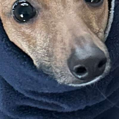 Hundetreffen-Italienisches Windspiel suchtWindspielfreunde zum Sausen Nähe Mönchengladbach oder Straelen-Bild