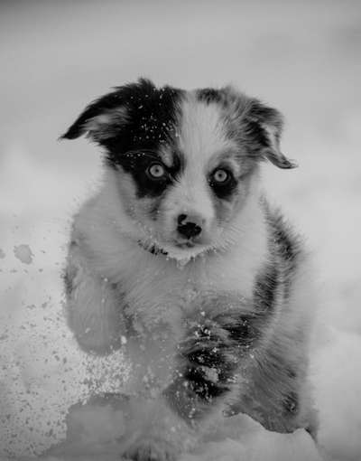 Foto-Challenge 76: Foto in Schwarz-Weiss-Beitrag-Bild