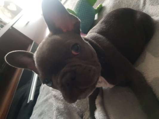 Welpen Bilder !-Beitrag-Bild