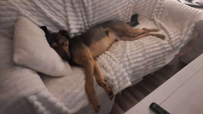 Hunde vom Tierschutzverein 🐕♥️-Beitrag-Bild