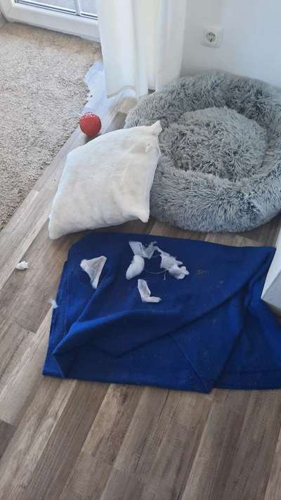 Zeig mir, dass du mit einem hund zusammenlebst....-Beitrag-Bild