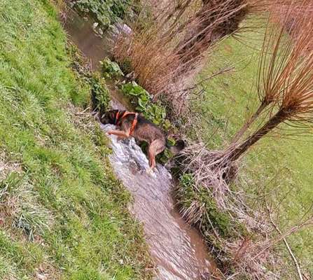 Dogorama-Monats-Challenge-Mai "Wasser"-Beitrag-Bild