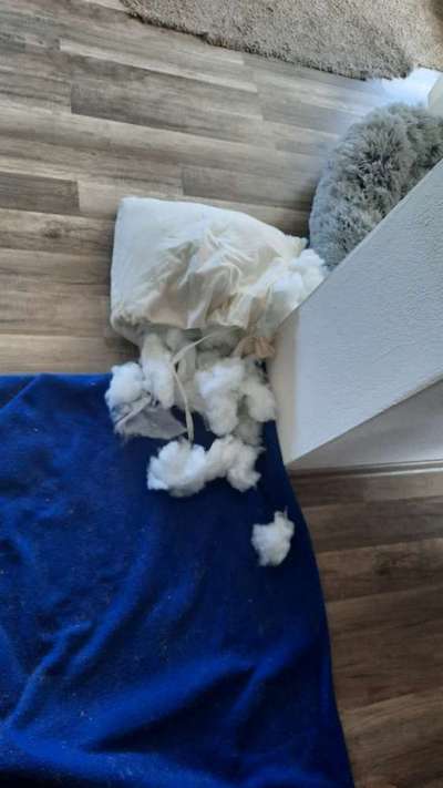 Zeig mir, dass du mit einem hund zusammenlebst....-Beitrag-Bild