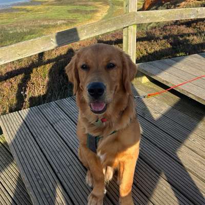 Hundetreffen-Trainings- und Spieltreffen gesucht🐾-Bild