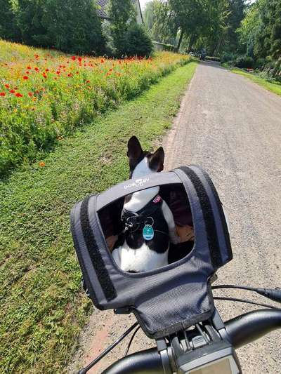 Die Dogorama Wochen Challenge-Beitrag-Bild