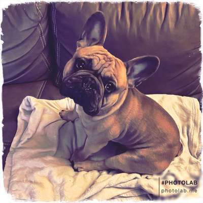 Französische Bulldoggen-Beitrag-Bild