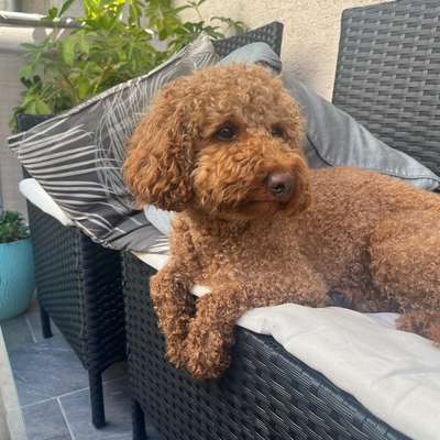 Hundetreffen-Suche Privates training für Zwergpudel Mailo