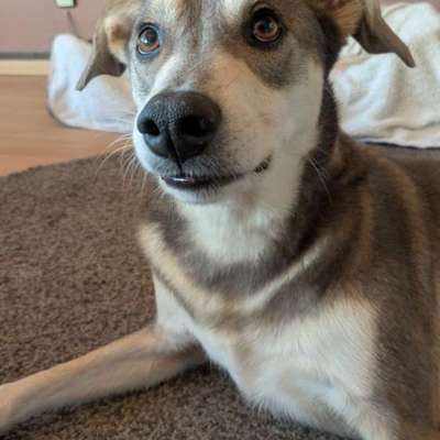 Hundetreffen-Hundebegegnungen meistern / neue Hundefreunde finden-Bild