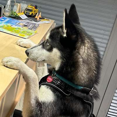 Hundetreffen-Gassi und Spielrunde Dorsten-Profilbild