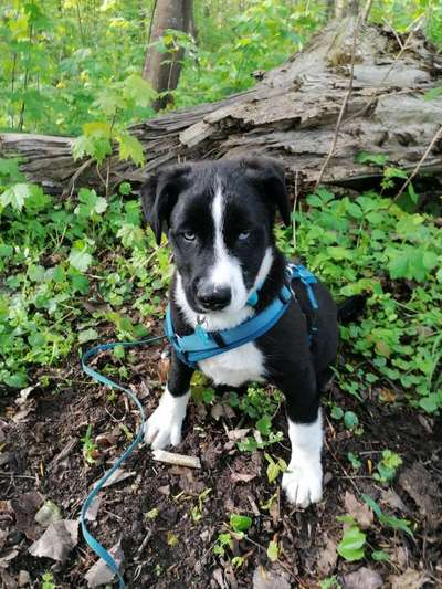 Die Dogorama Monats Challenge "Es grünt und blüht"-Beitrag-Bild