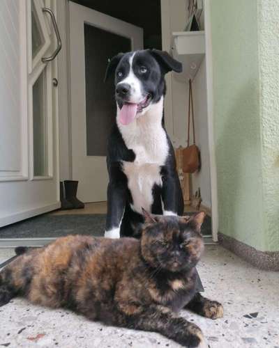 Rottweiler/-Mischlinge-Beitrag-Bild