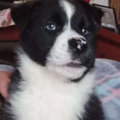 Welpen Bilder !-Beitrag-Bild