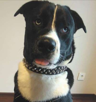 Fotochallange Nr. 57     PORTRÄT.   Beendet!!!!!!!!-Beitrag-Bild