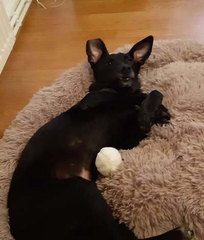 Fotosammlung: ,,Der natürliche Hund" Unbearbeitet, ungestellt und in Natura-Beitrag-Bild