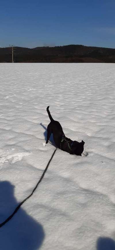 Schnee Foto-Beitrag-Bild